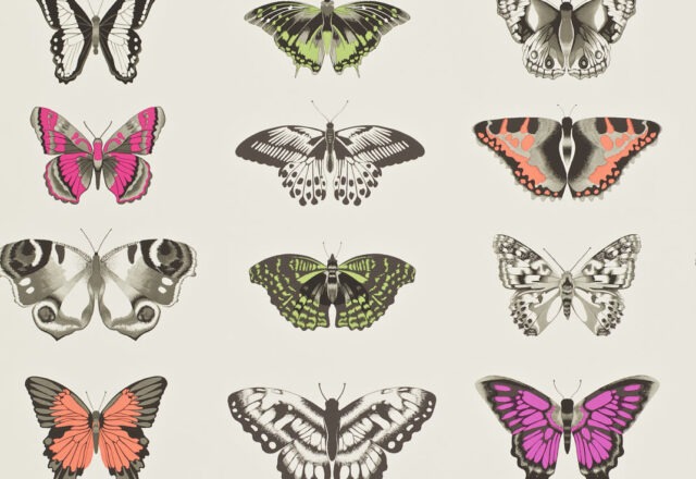 Papilio | Colour Wallpapers