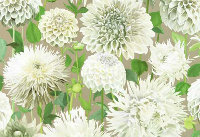 Dahlia | Colour 2 Wallpapers