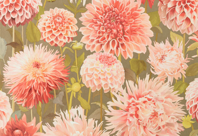 Dahlia | Colour 2 Wallpapers