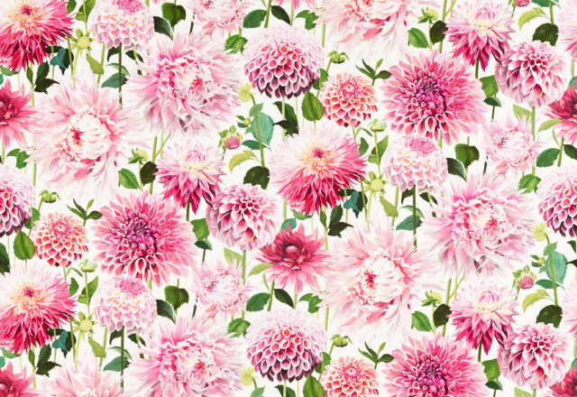 Dahlia | Colour 2 Fabrics