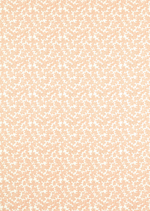 Harissa/Paper Lantern